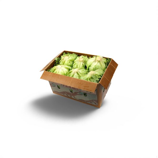 Iceberg Lettuce - Image 3
