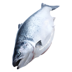 Fresh Whole Salmon – Whole Fish (Approx. 1kg)