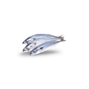 Mackerel Titus Fish (1kg)