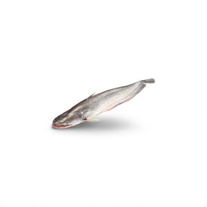 Cat Fish (Pack)