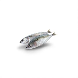 Fish Kote