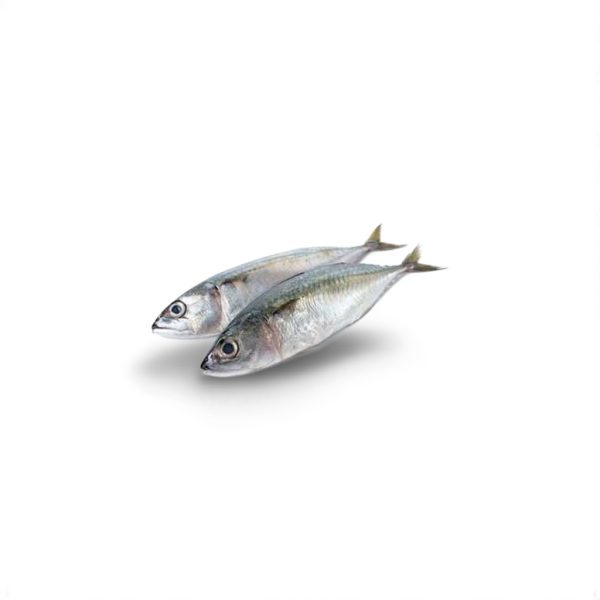 Fish Kote