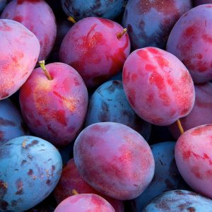 Plum