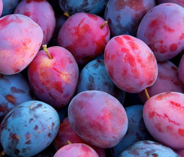 Plum